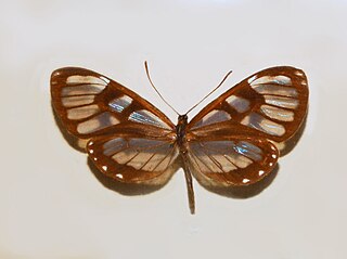 <i>Ithomia avella</i> Species of butterfly