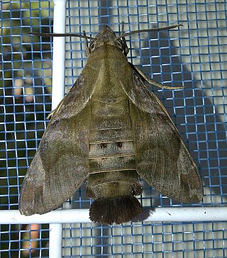 <i>Macroglossum prometheus</i> Species of moth