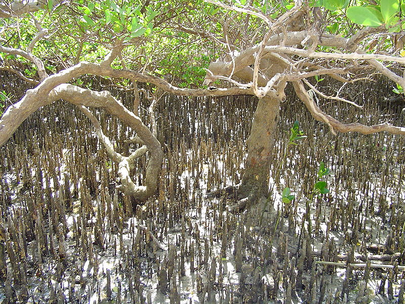 Tập tin:Mangrove à Moya.jpg