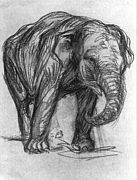 Elephant (1907)