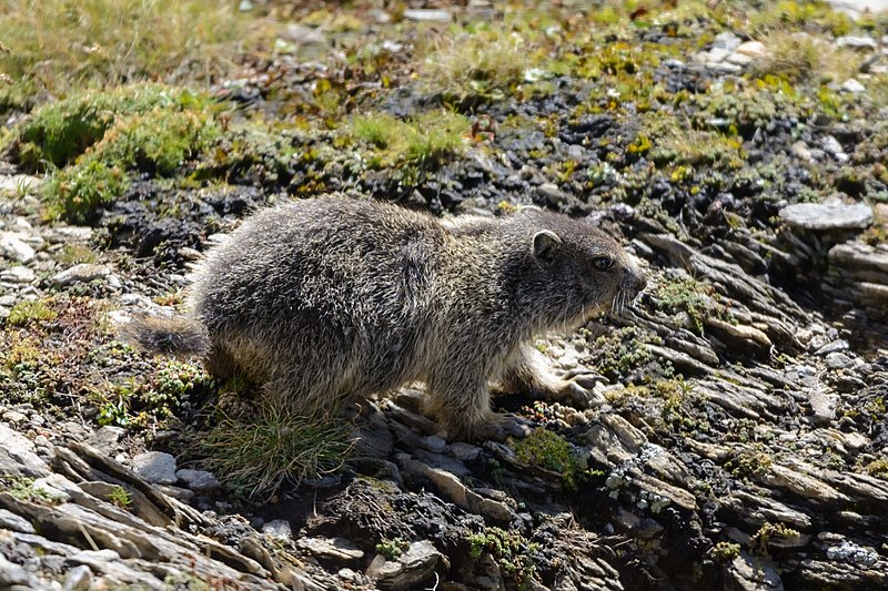 File:Marmota marmota Tauerntal 20220816 09.jpg