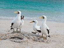 Masked boobies, colonies breed on the Al Hallaniyyat Islands. Maskedboobys.jpg