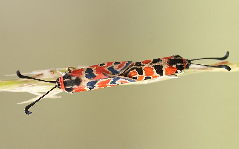 File:Mating Pair of Zygaena fausta Burnet moths.jpg