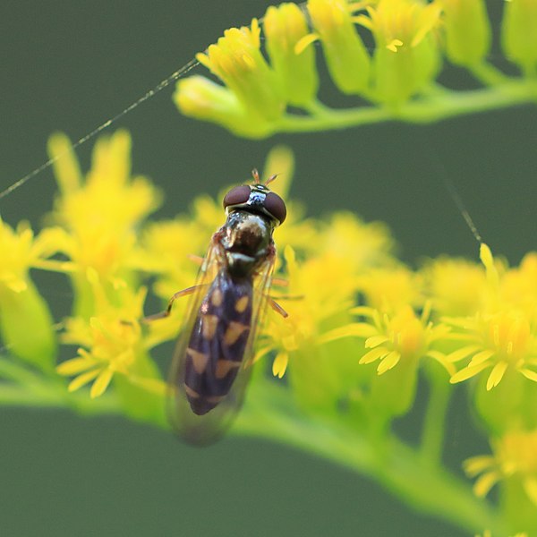 File:Matte Schwarzkopfschwebfliege Melanostoma scalare female 4830.jpg