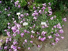 Matthiola maderensis - Jardin botanique de Berlin - IMG 8783.JPG