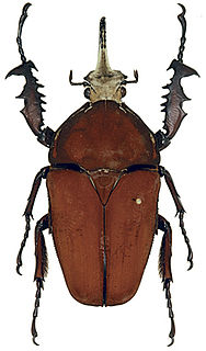 <i>Mecynorhina ugandensis</i> species of beetle