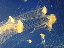 Meduse aquarium.jpg