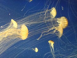 La méduse d'eau douce : toutes les méduses ne vivent pas dans la mer -  Notre Nature