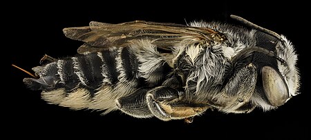 Tập_tin:Megachile_addenda,_F,_Side,_NJ,_Monmouth_County_2014-04-25-13.51.02_ZS_PMax_(14081261311).jpg