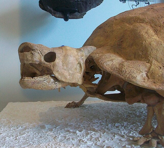 Meiolania platyceps AMNH 29076 skull cast