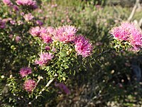 Melaleuca ryeae