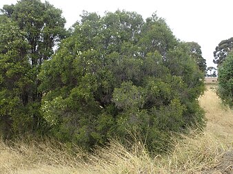 Habit on the side of the Jandowae-Kingaroy Road Melaleuca squamophloia habit.jpg