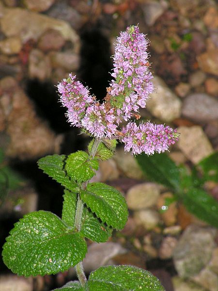 File:Melissa officinalis20140914 32.jpg