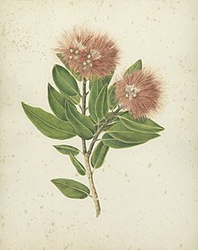 Botanical illustration of pōhutukawa by Ellen Cheeseman