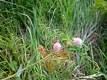 Mimosa microphylla.jpg