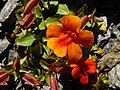 Mimulus cupreus