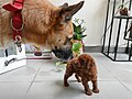 * Nomination 6-week old Miniature poodle Tapsi (female) meets 3-year old Belgian Shepherd Malinois Denali (male) --Tagooty 00:37, 8 May 2024 (UTC) * Promotion  Support Good quality. --MB-one 20:52, 12 May 2024 (UTC)