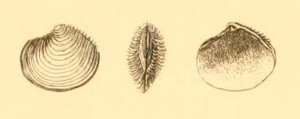 Myrtea spinifera (original picture from Montagu 1803: Plate 17, Fig. 1 [1])