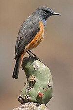 Thumbnail for Little rock thrush