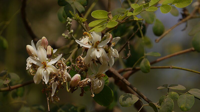 File:Moringa oleifera Lam. (39969925253).jpg