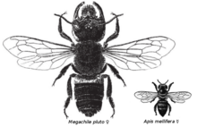 Morphological comparison between Megachile pluto and Apis mellifera.png