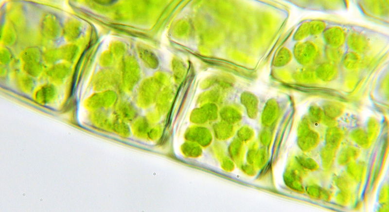 File:Moss chloroplasts 100× objective oblique.jpg