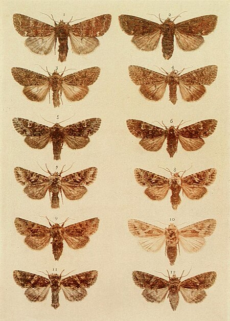 Tập_tin:Moths_of_the_British_Isles_Plate122.jpg