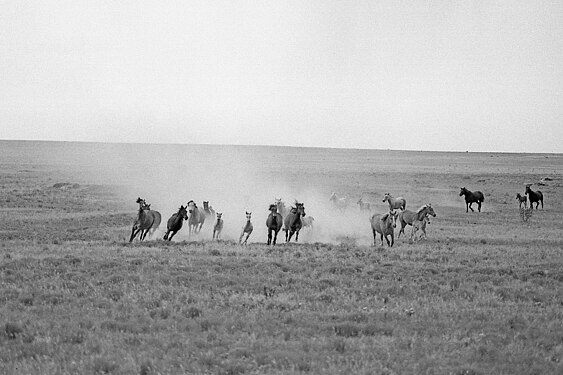 Mustangs in Colorado, USA, ǃ971