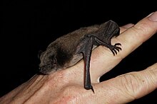 The pond bat has noticeable large feet Myotis dasycneme pond bat feet.jpg