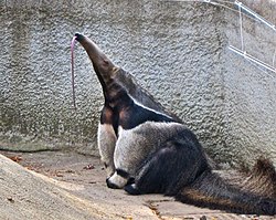 Oso Hormiguero Gigante, Wiki Reino Animalia