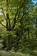 Deutsch: Buche, Naturschutzgebiet Rotwildpark, Stuttgart. English: Beech in the natural reserve "Rotwildpark", Stuttgart, Germany.