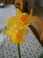 Narcissus 'Tête-à-Tête' close-up