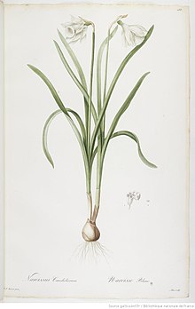 N. candidissimus by Pierre-Joseph Redoute 1808 Narcissus candidissimus.jpg