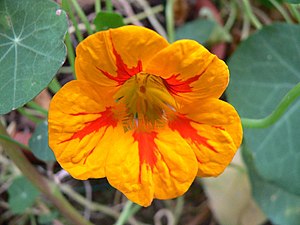 Nasturtium tropaeolum flores.jpg