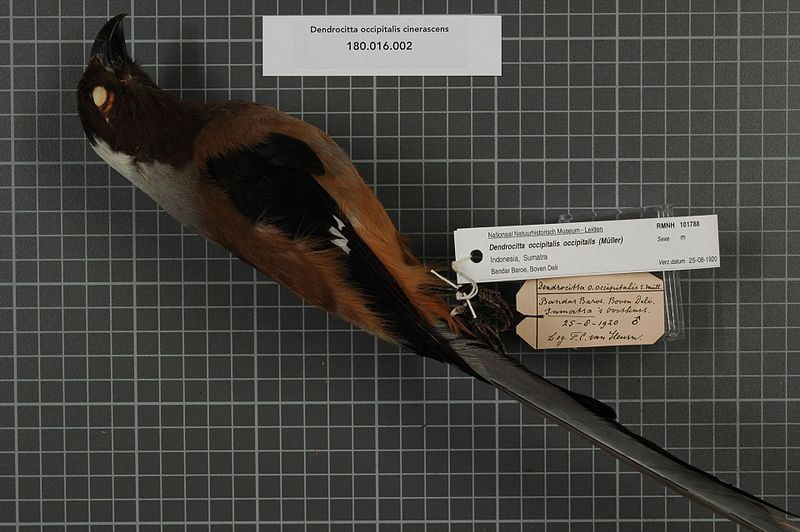 File:Naturalis Biodiversity Center - RMNH.AVES.101788 - Dendrocitta occipitalis occipitalis Sharpe, 1879 - Corvidae - bird skin specimen.jpg