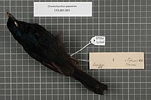 Centre de Biodiversité Naturalis - RMNH.AVES.141628 1 - Chaetorhynchus papuensis A.B. Meyer, 1874 - Dicruridae - spécimen de peau d'oiseau.jpeg