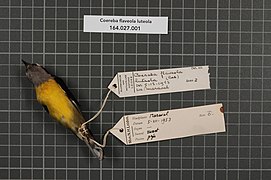 Naturalis Biodiversity Center - RMNH.AVES.21684 2 - Coereba flaveola luteola (Cabanis, 1851) - Parulidae - bird skin specimen.jpeg