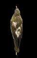 File:Naturalis Biodiversity Center - ZMA.AVES.47909 - Treron pompadori griseicauda Salvadori, 1893 - Columbidae - bird skin specimen.webm