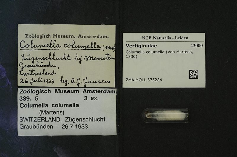 File:Naturalis Biodiversity Center - ZMA.MOLL.375284 - Columella columella (Von Martens, 1830) - Vertiginidae - Mollusc shell.jpeg