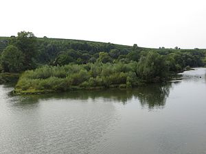 Neckar-Altarm Horkheim 20120905.jpg