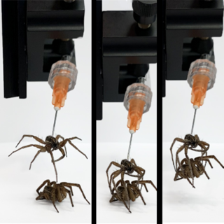 <span class="mw-page-title-main">Necrobotics</span> Practice of using biotic materials as robotic components