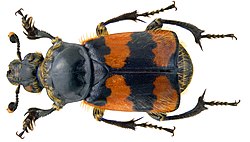 Necrophorus vespillo (Linné, 1758) male (3296105414).jpg