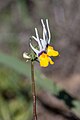 Keltakohtalonkukka (Nemesia cheiranthus)