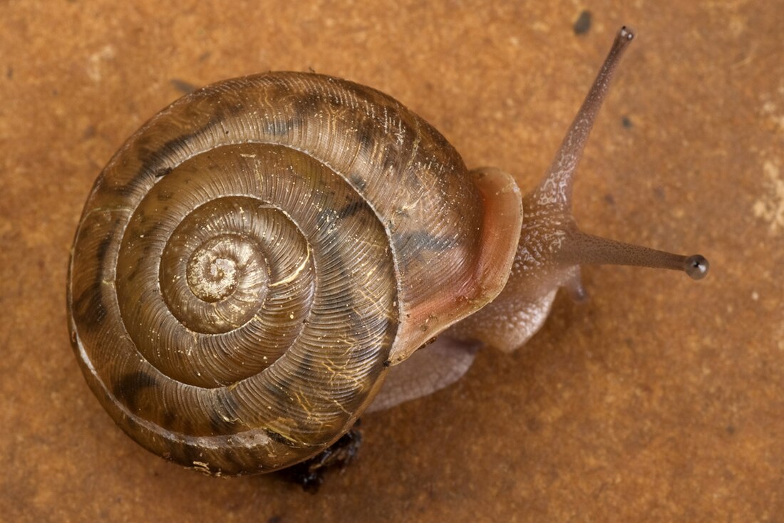 Polygyridae