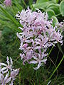 Nerine masonorum