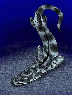 <i>Nessariostoma</i> genus of fishes (fossil)