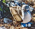 Nesting bluefoot.jpg