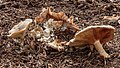 Natgeregende (Clitocybe nebularis) in verval.