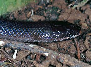 Descripción de la imagen Serpiente de arroyo nocturno (Pseudoxyrhopus heterurus) (7623780642) .jpg.
