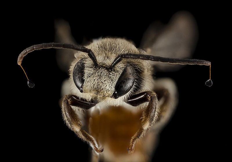 File:Nomia heart antennae, m, 15266b02, face, kenya 2014-08-04-19.52.16 ZS PMax (14922843736).jpg